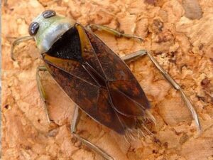 backswimmer bug
